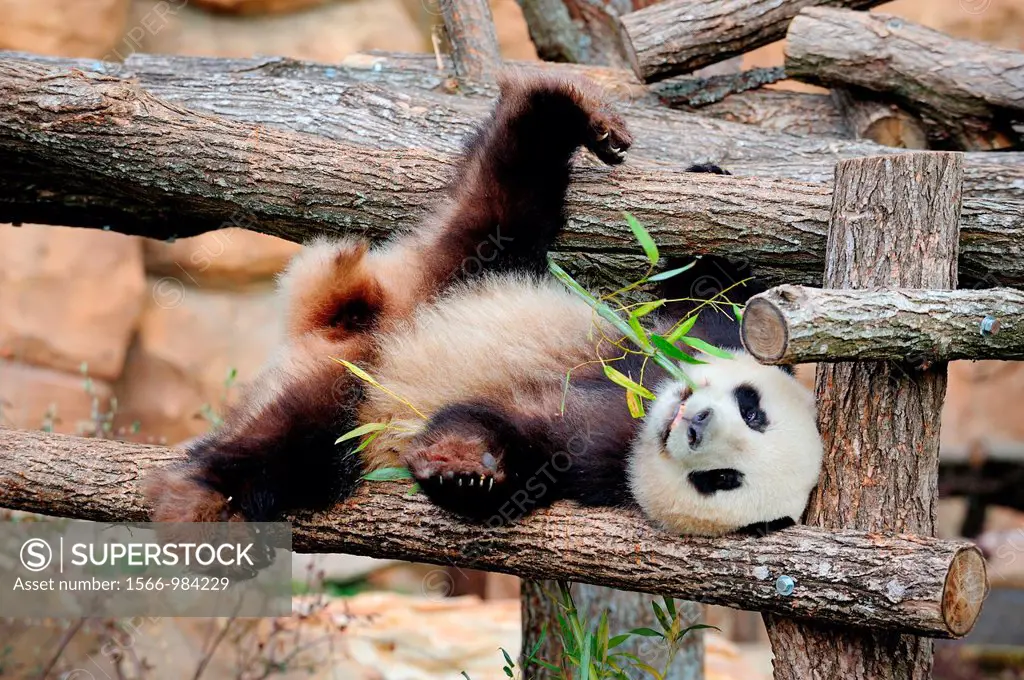 Giant panda eating bambou Ailuropoda melanoleuca captive  ZooParc Beauval, France