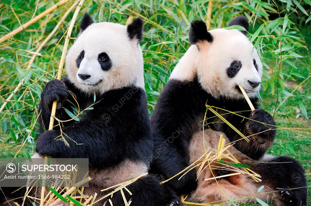 Giant panda pair eating bambou Ailuropoda melanoleuca captive  ZooParc Beauval, France