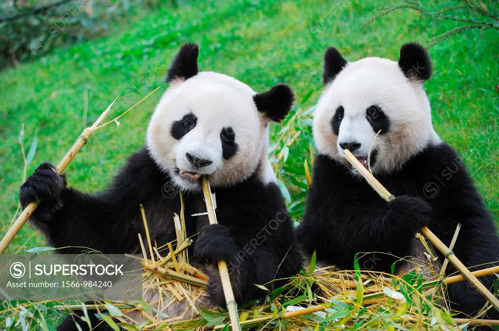 Giant panda pair eating bambou Ailuropoda melanoleuca captive  ZooParc Beauval, France