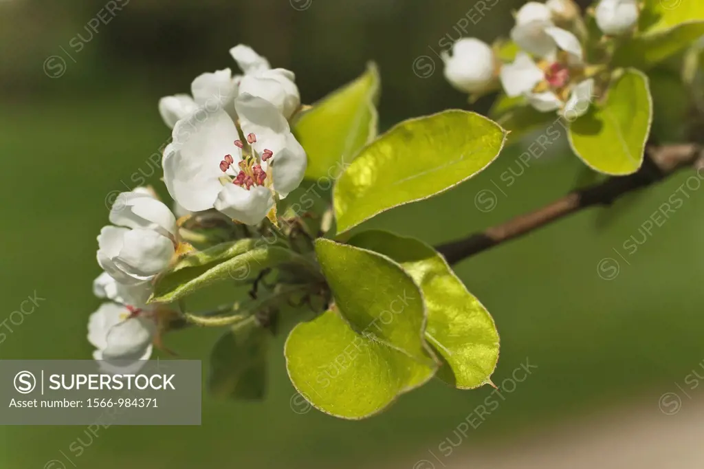 Detail view of apple blossoms
