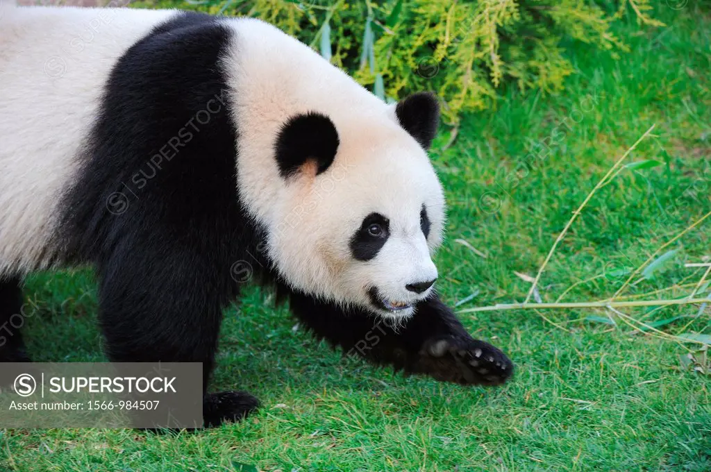 Giant panda walking  Ailuropoda melanoleuca captive  ZooParc Beauval, France