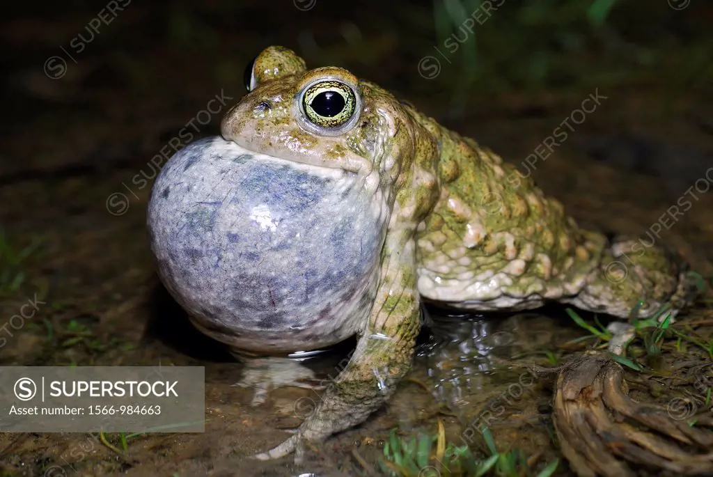 Natterjack toad Bufo calamita singing in a pond of Lozoyuela, Madrid, Spain