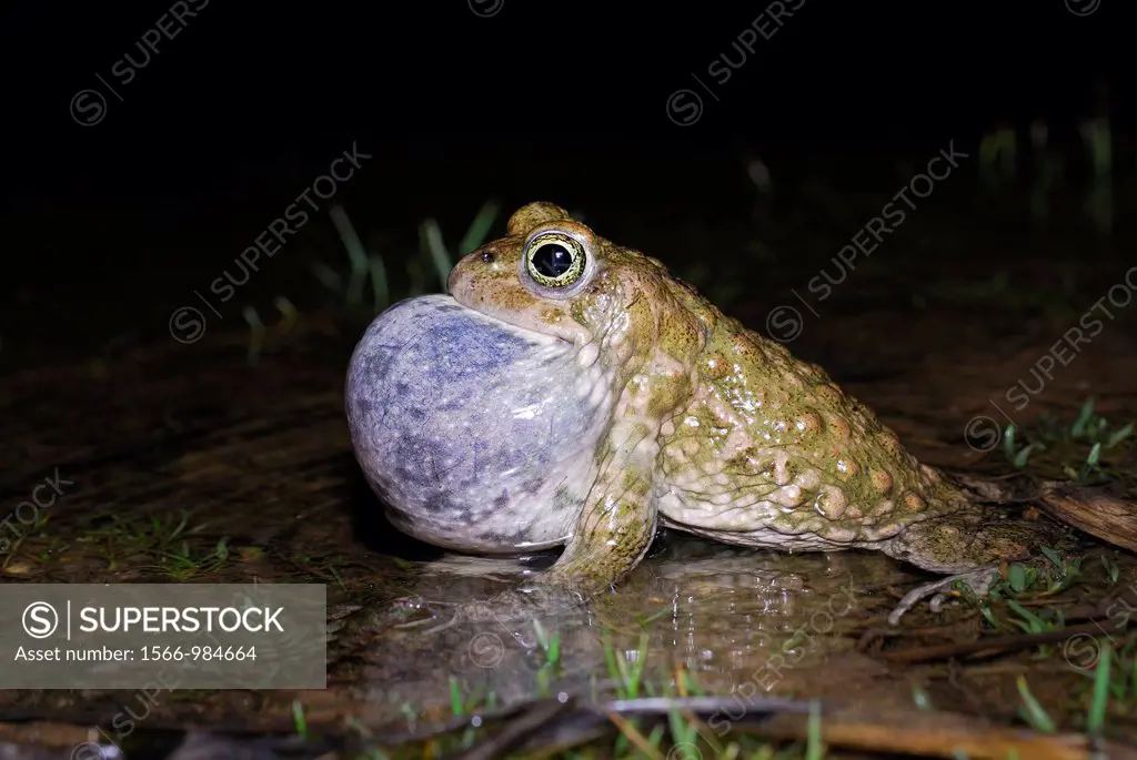 Natterjack toad Bufo calamita singing in a pond of Lozoyuela, Madrid, Spain