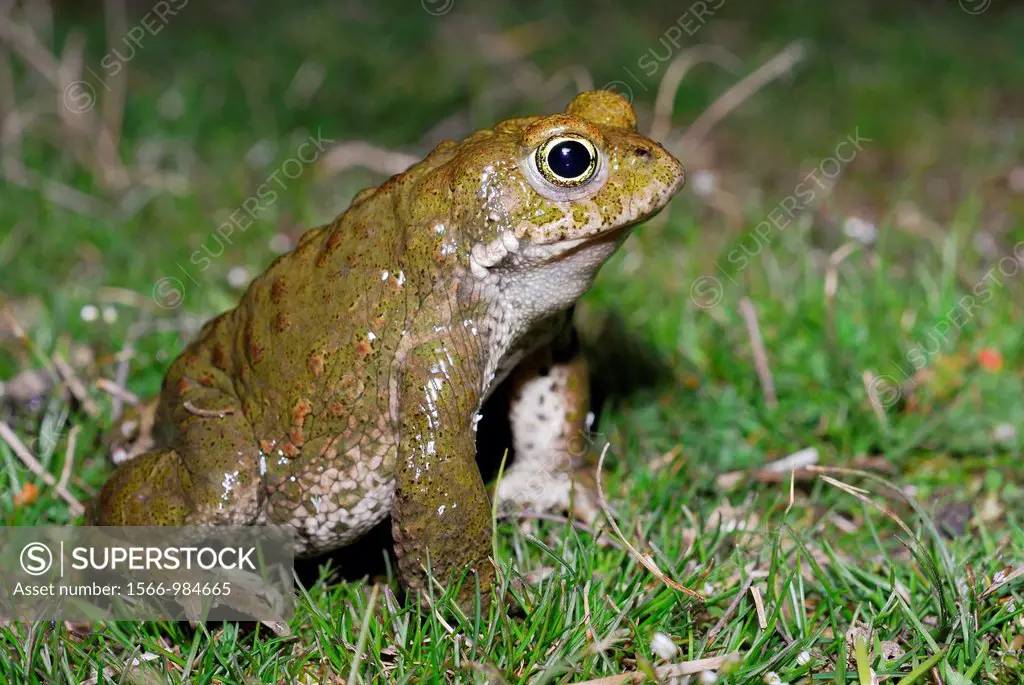 Natterjack toad Bufo calamita in a pond of Lozoyuela, Madrid, Spain