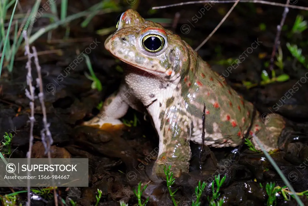 Natterjack toad Bufo calamita in a pond of Valdemanco, Madrid, Spain