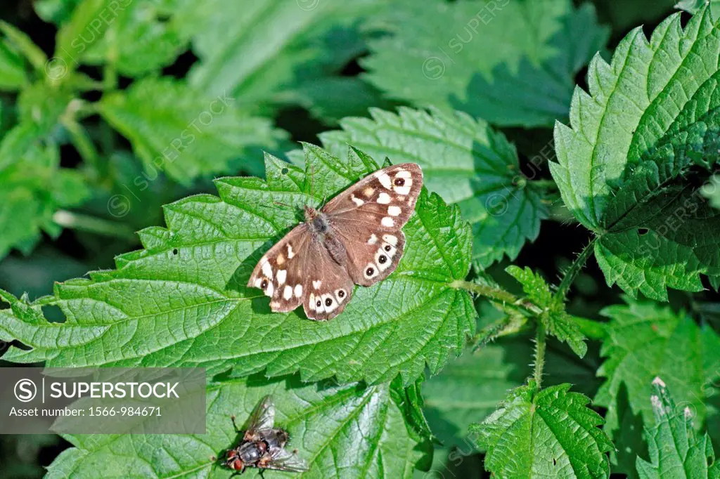 Speckled Wood, Pararge aegeria on nettle