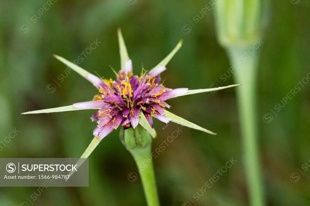 Flower of Tragopogon porrifolius australis, France, wild salsifis flower 