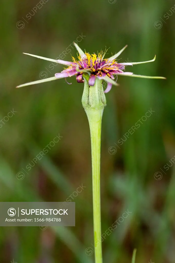 Flower of Tragopogon porrifolius australis, France, wild salsifis flower 