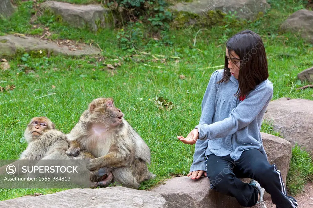 France, Bas Rhin, Kintzheim, Monkeys mountain, Barbary macaque Macaca sylvanus, , Children feeding the monkeys