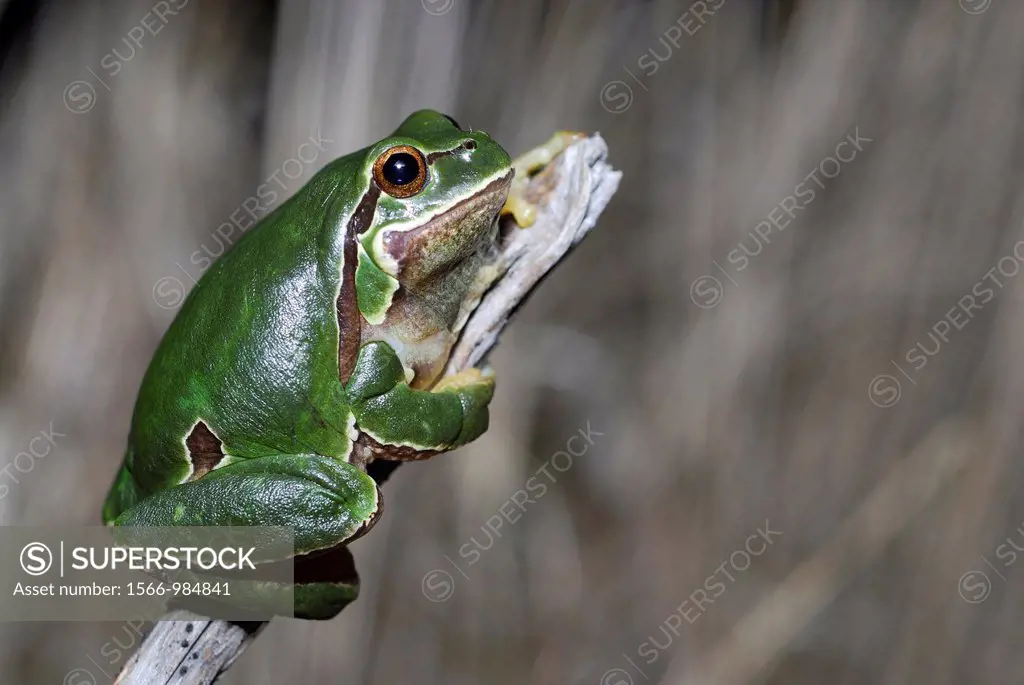 San Antonio treefrog ""Hyla molleri"" on branch in Valdemanco, Madrid, Spain