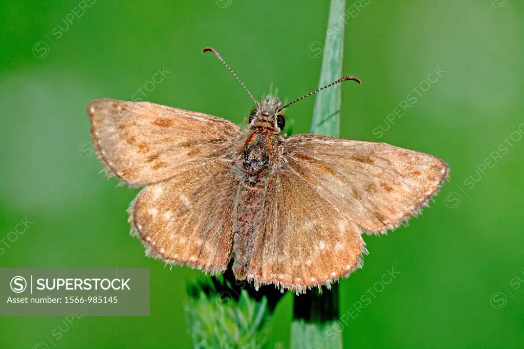 Dinky Skipper, Erynnis tages  Dingy Skipper  Small brown skipper with speckled yellow flecks that can be confused with Burnet Companion Moth  Flies Ma...