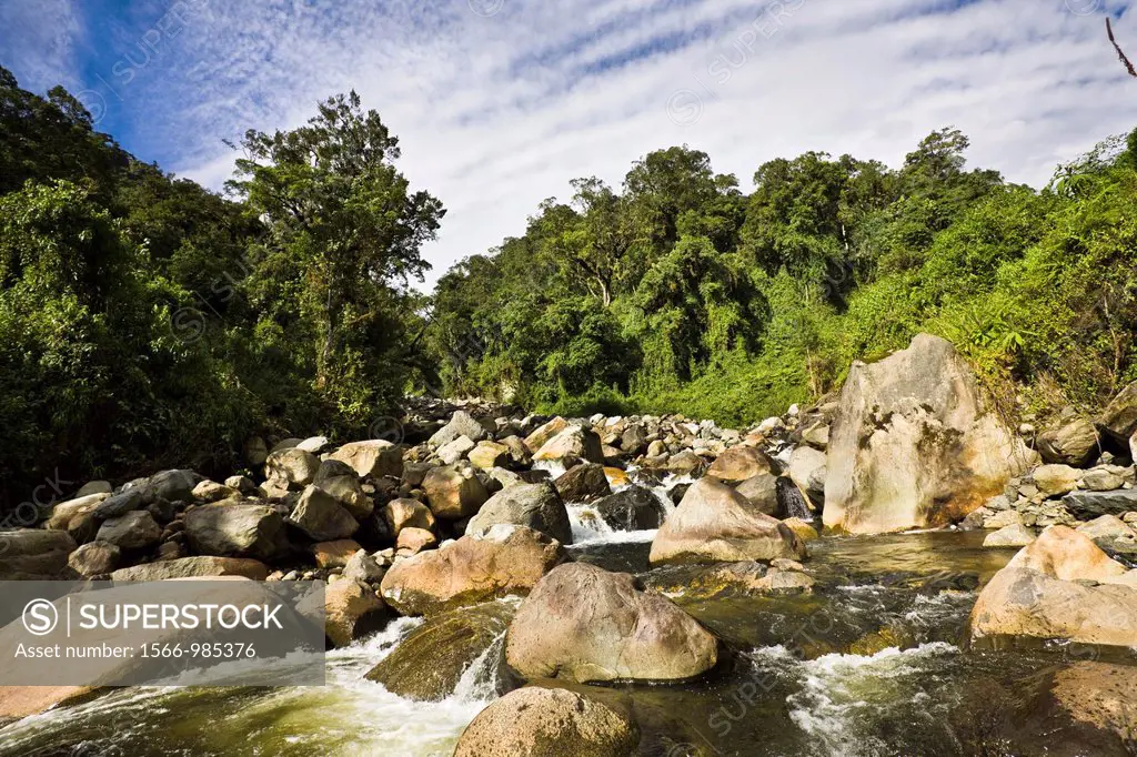 River Mobuku in the Rwenzori Mountains, Uganda, framed by tropical mountain vegetation at about 2800m The Rwenzori Mountain Range is a National Park a...
