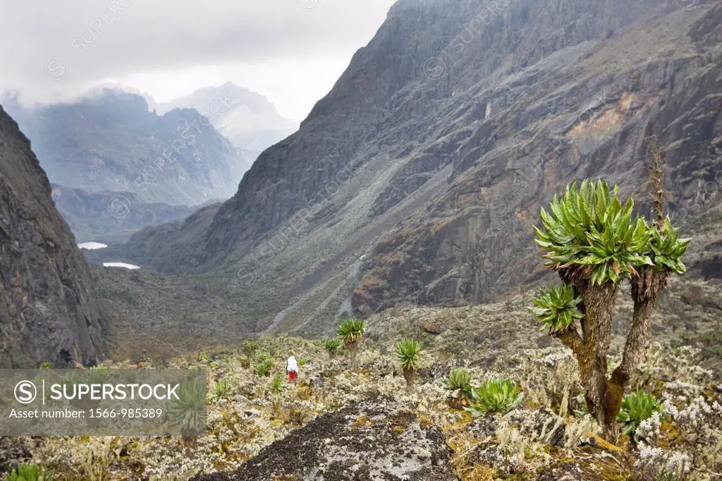 Kitandara Valley and the kitandara lakes with Giant Groundsel The Rwenzori Mountain Range is a National Park and listed as Unesco Heritage site due to...