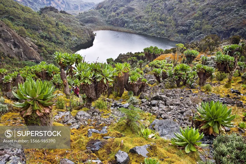 Kitandara Valley and the kitandara lakes with Giant Groundsel The Rwenzori Mountain Range is a National Park and listed as Unesco Heritage site due to...