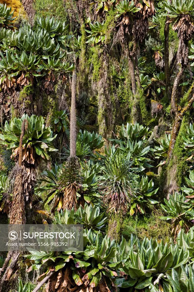 Impenetrable Mountain Forest of Giant Groundsel and Giant Lobelias Lobelia wollastonii, Dendrosenecio adnivalis or erici-rosenii The Rwenzori Mountain...