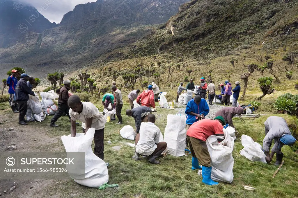 Porters preparing to start, Bujuku Hut 3980m Rwenzori, Uganda The income of this service is a very important part of the local economy The Rwenzori Mo...