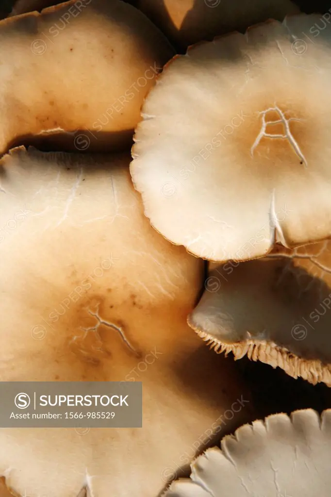 mushrooms growing on old cut tree trunk stump