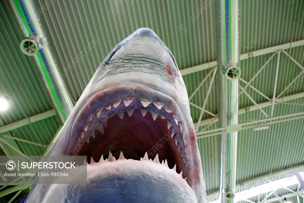 model shark with sharp teeth at exhibition show