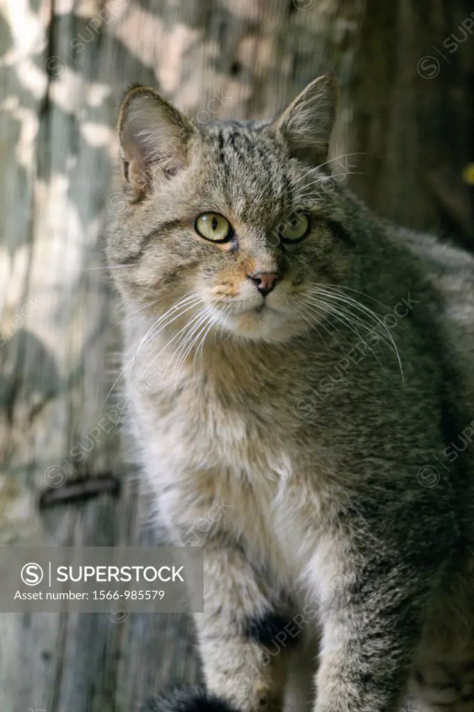 Portrait of European wildcat felis silvestris, Rhodes animal´s park, Moselle, Lorraine region, France, Europe