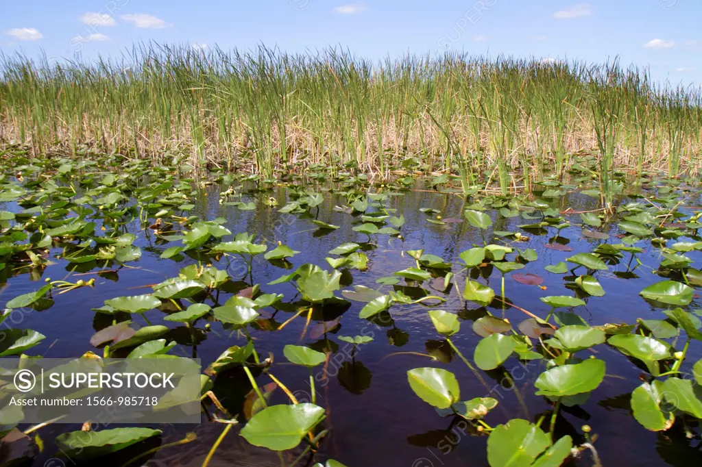 Florida, Fort Ft  Lauderdale, Everglades Wildlife Management Area, Water Conservation Area 3A, sawgrass, Cladium jamaicense, Nuphar advena, spatterdoc...