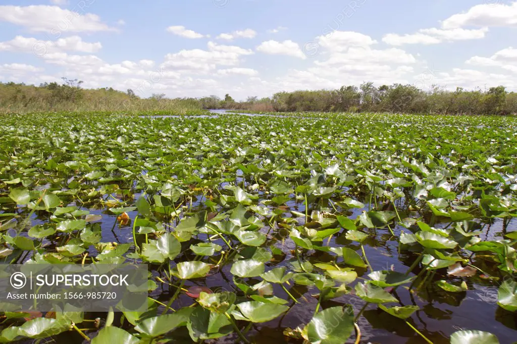 Florida, Fort Ft  Lauderdale, Everglades Wildlife Management Area, Water Conservation Area 3A, sawgrass, Cladium jamaicense, Nuphar advena, spatterdoc...