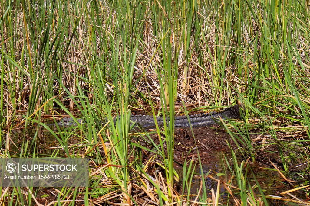 Florida, Fort Ft  Lauderdale, Everglades Wildlife Management Area, Water Conservation Area 3A, sawgrass, Cladium jamaicense, American alligator, nest,