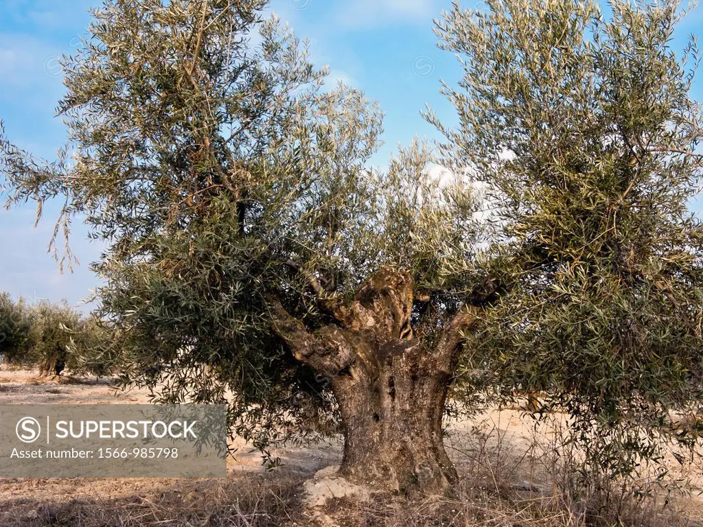 Olive trees in Pinto  Madrid  Spain