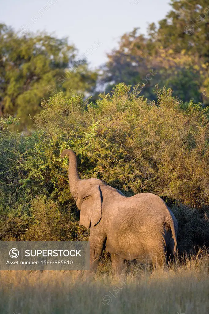 A lone african elephant Loxodonta africana feeding on an acacia tree in the Okavango Delta, Botswana, Africa