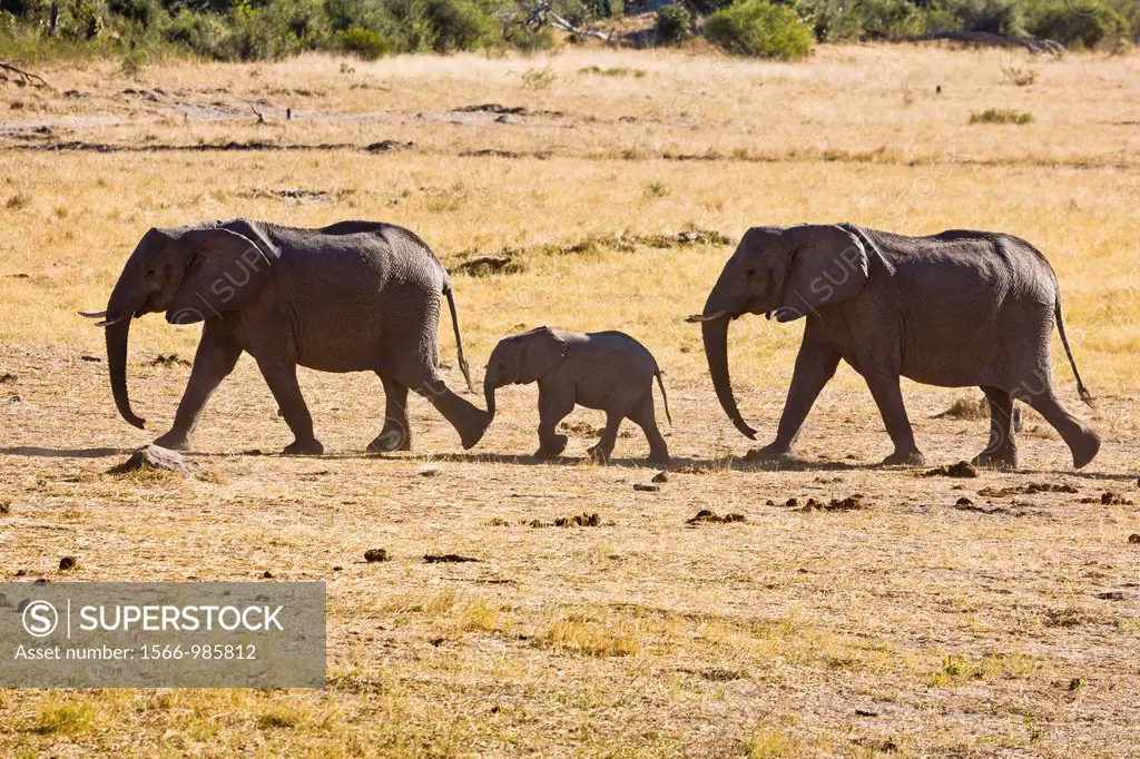 A baby elephant Loxodonta africana following its mother, Botswana, Africa