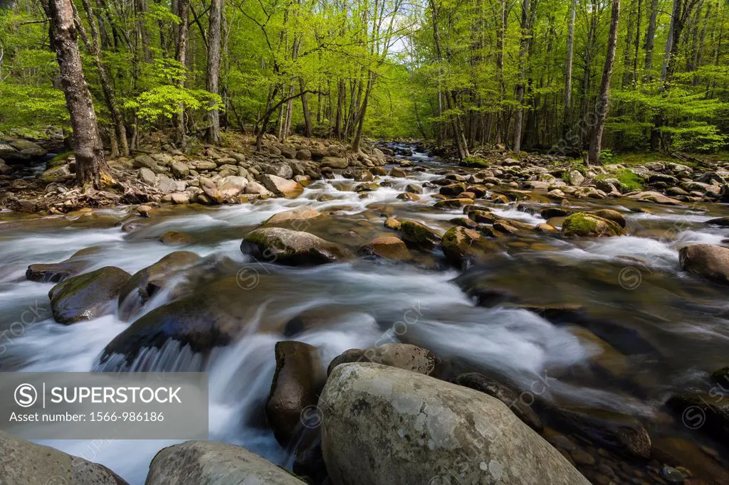 Spring on the Middle Prong of the Little Pigeon River in the Greenbrier area of the Great Smoky Mountains National Park in Tennessee