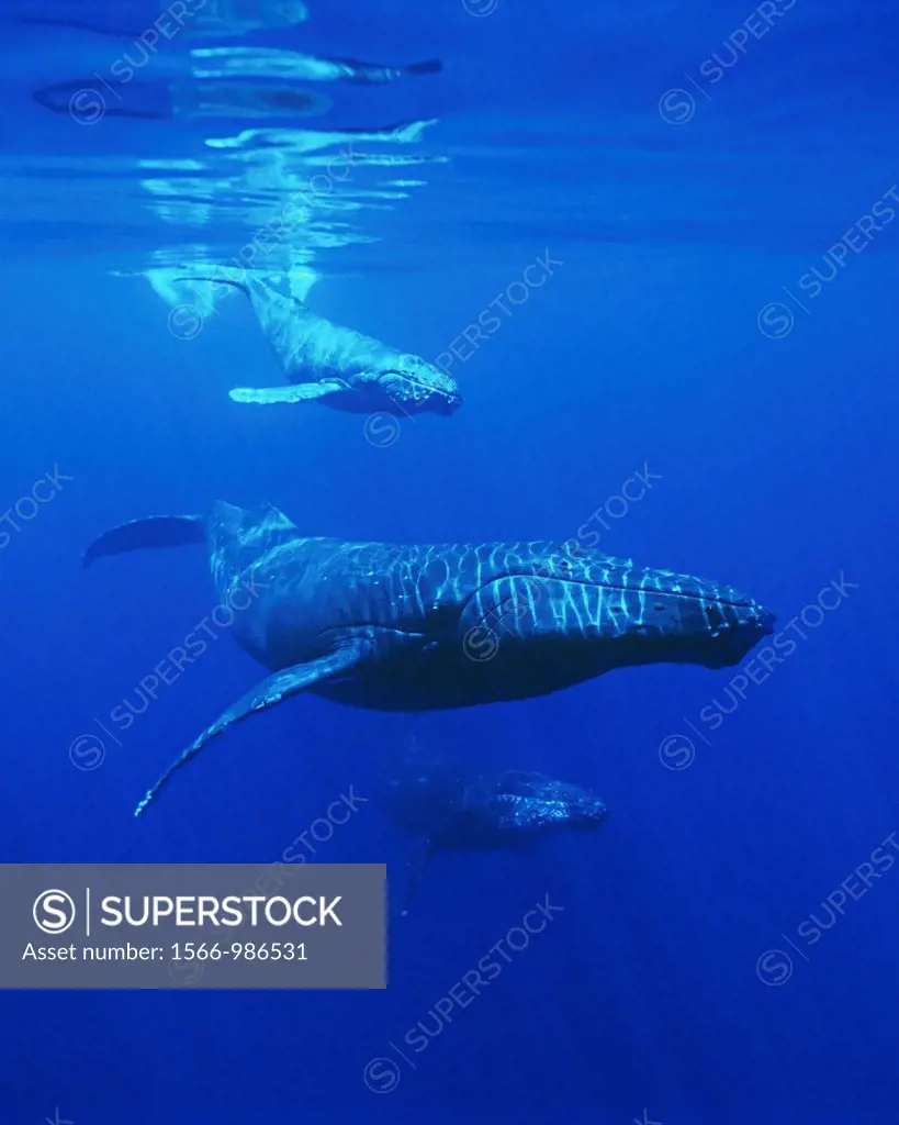 humpback whale, Megaptera novaeangliae, mother, calf and escort, Hawaii, USA, Pacific Ocean
