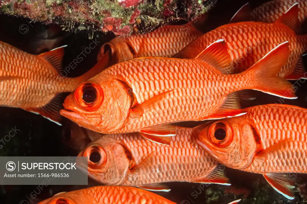 bigscale soldierfish or blotcheye soldierfish, Myripristis berndti, Kailua Bay, Kona Coast, Big Island, Hawaii, USA, Pacific Ocean