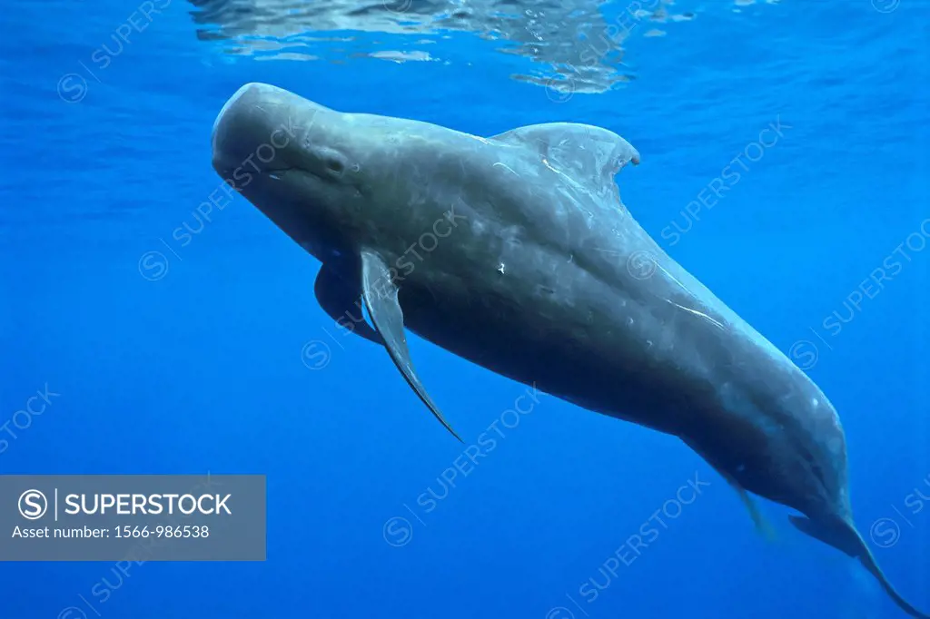 short-finned pilot whale, Globicephala macrorhynchus, large bull, excreting , offshore, Kona Coast, Big Island, Hawaii, USA, Pacific Ocean