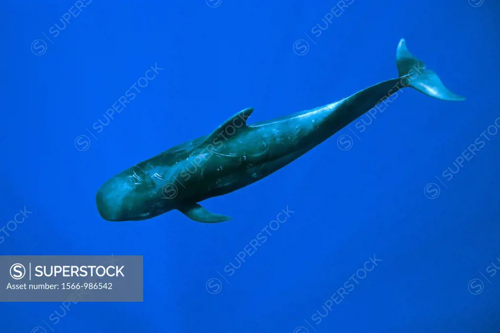 short-finned pilot whale, Globicephala macrorhynchus, offshore, Kona Coast, Big Island, Hawaii, USA, Pacific Ocean