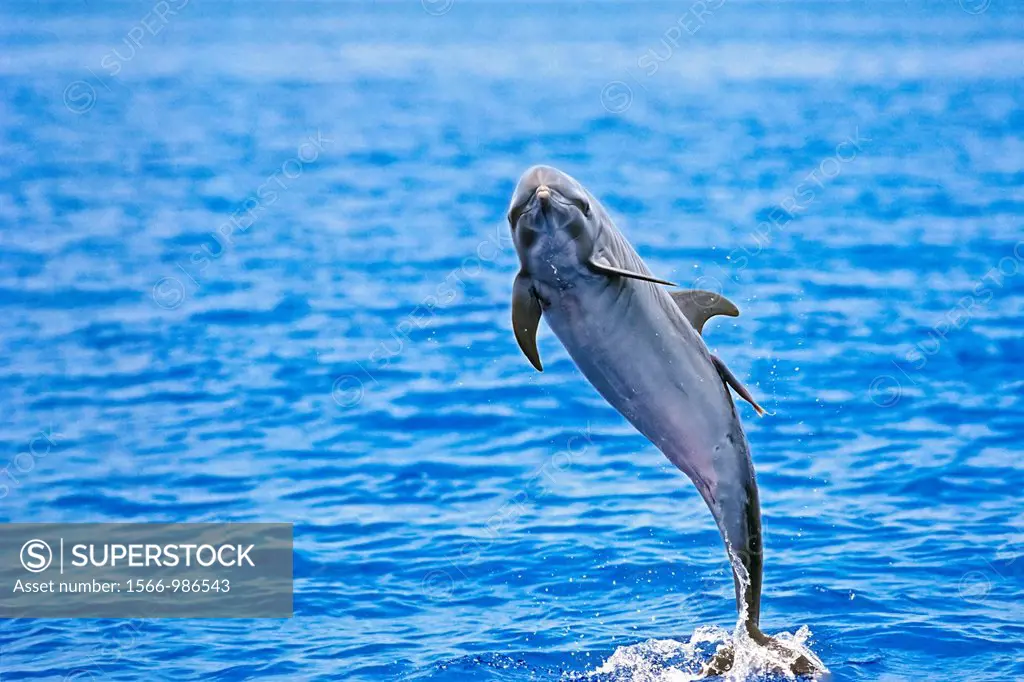 pantropical spotted dolphin, Stenella attenuata, female juvenile, jumping to shake off remora on her back, offshore, Kona Coast, Big Island, Hawaii, U...