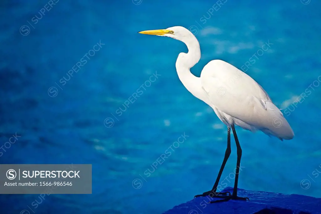 great egret, great white egret, common egret or great white heron, Ardea alba, Key Biscayne, Florida, USA