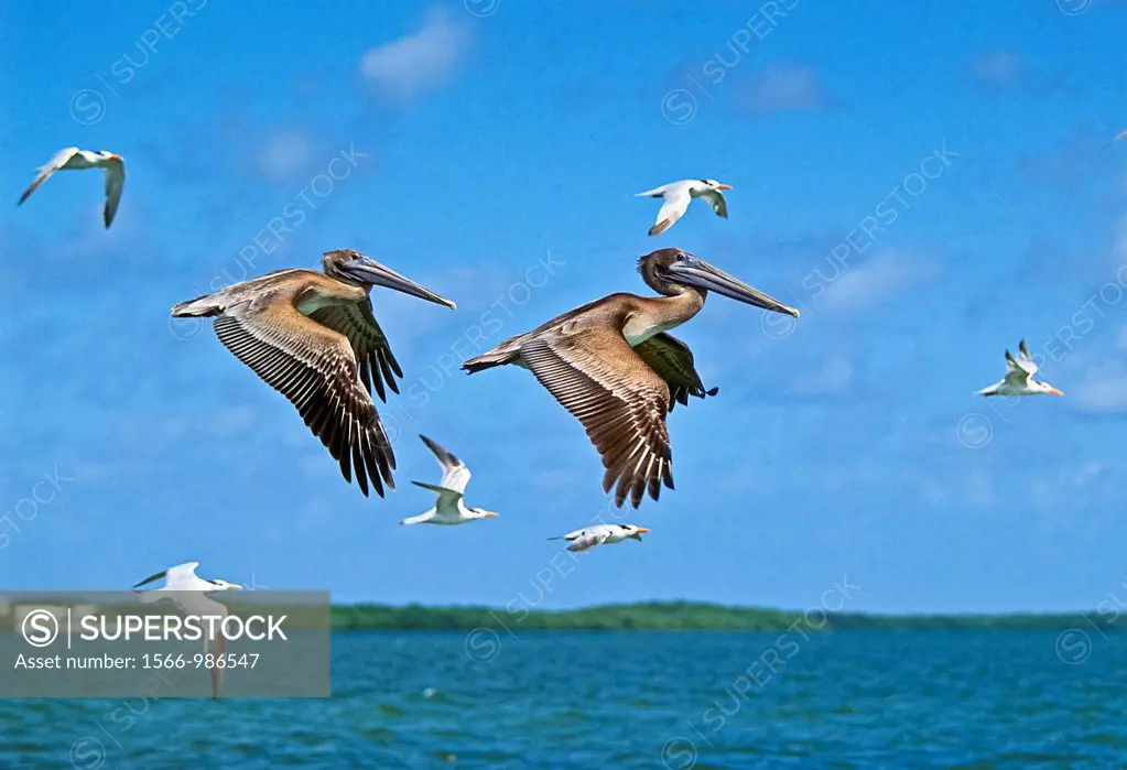 juvenile brown pelicans, Pelecanus occidentalis, and royal terns, Thalasseus maximus = Sterna maxima, in flight, John Pennekamp Coral Reef State Park,...