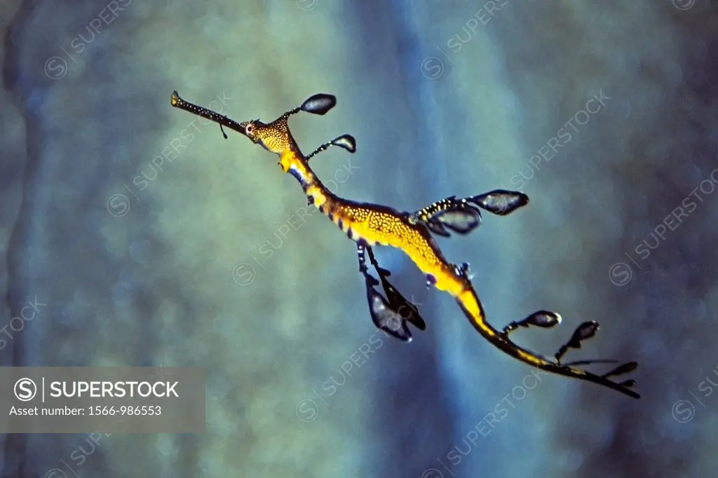 weedy seadragon, Phyllopteryx taeniolatus, Southern Australia and Tasmania, Pacific Ocean and Indian Ocean