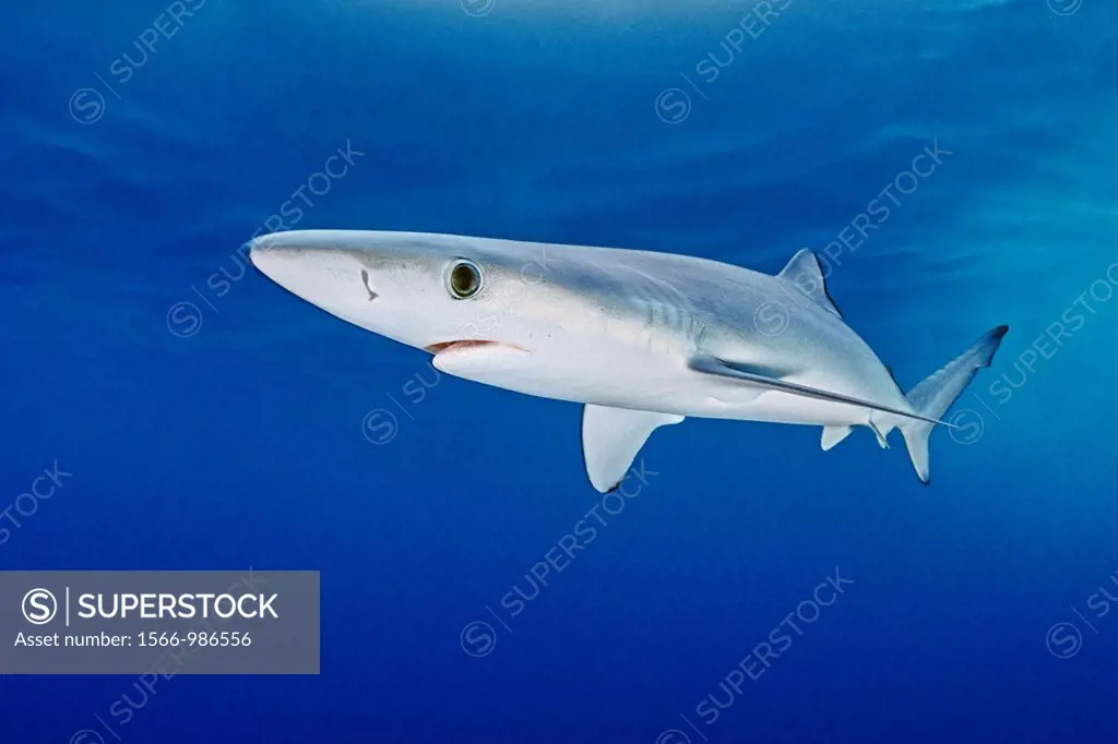 blue shark, Prionace glauca, juvenile, offshore, San Diego, California, USA, Pacific Ocean