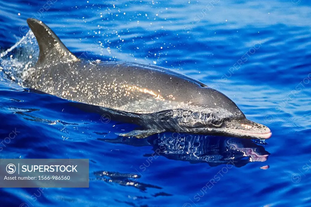 pantropical spotted dolphin, Stenella attenuata, wake-riding, offshore, Kona Coast, Big Island, Hawaii, USA, Pacific Ocean