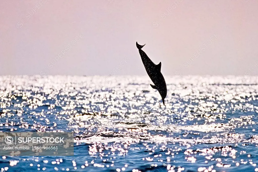 silhouette of Hawaiian spinner dolphin, Stenella longirostris longirostris, leaping, Kona Coast, Big Island, Hawaii, USA, Pacific Ocean
