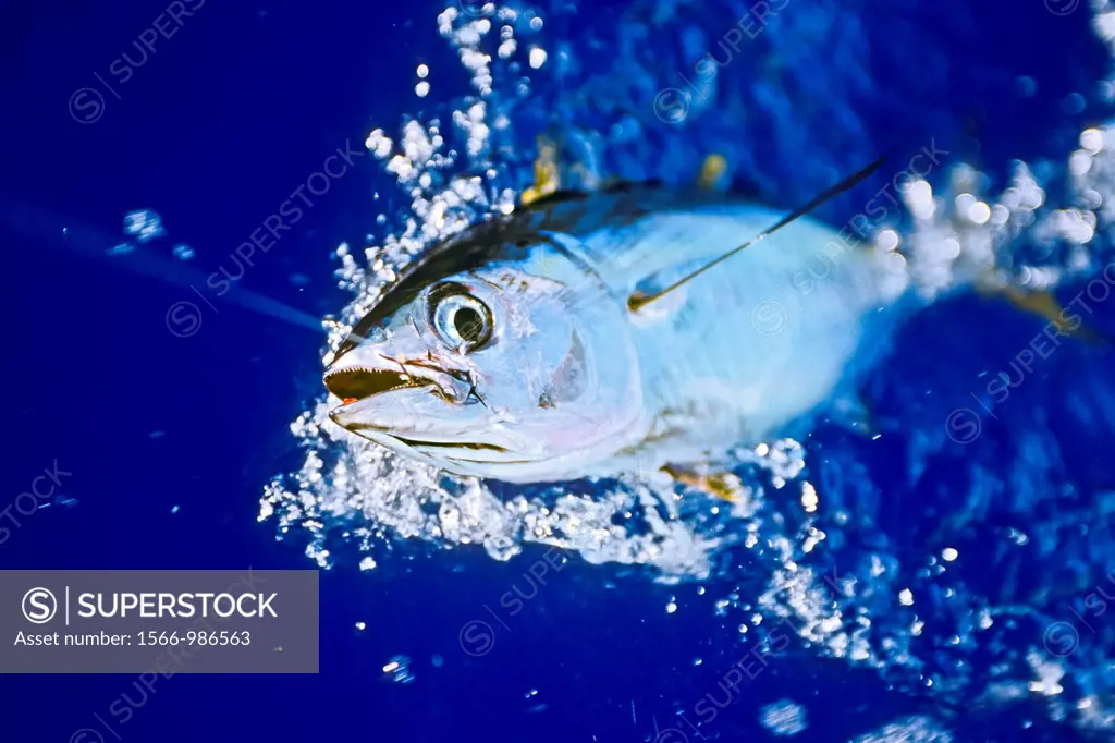 yellowfin tuna or ahi in Hawaiian, Thunnus albacares, juvenile, shibi or shibiko in Hawaiian, offshore, Kona Coast, Big Island, Hawaii, USA, Pacific O...