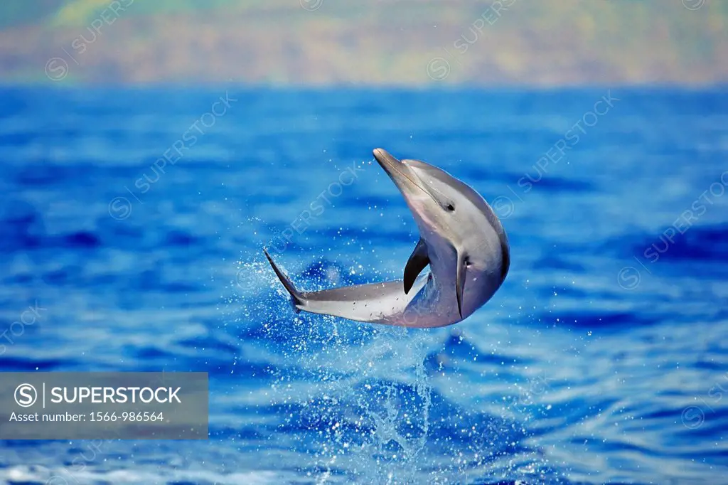 pantropical spotted dolphin, Stenella attenuata, baby dolphin, leaping, offshore, Kona Coast, Big Island, Hawaii, USA, Pacific Ocean