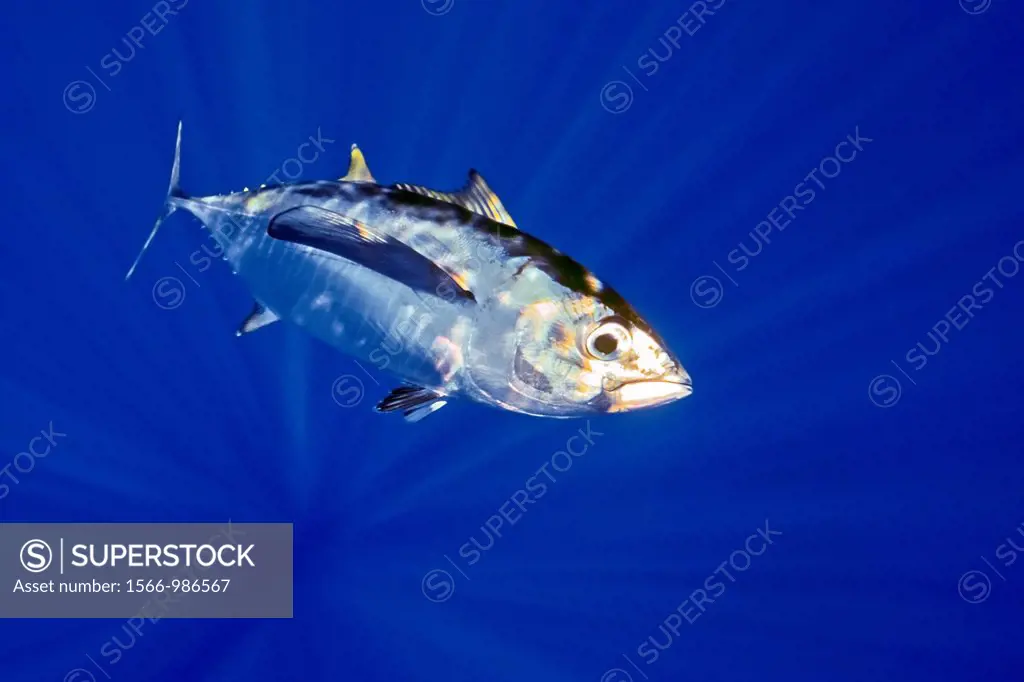 bigeye tuna or ahi in Hawaiian, Thunnus obesus, juvenile, shibi or shibiko in Hawaiian, offshore, Kona Coast, Big Island, Hawaii, USA, Pacific Ocean