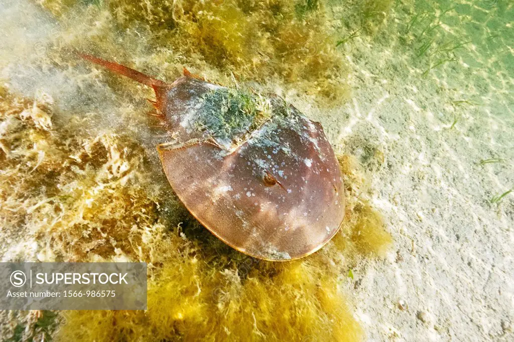 Atlantic horseshoe crab, Limulus polyphemus, Florida Bay, Everglades National Park, Florida, Gulf of Mexico, Caribbean Sea, Atlantic Ocean