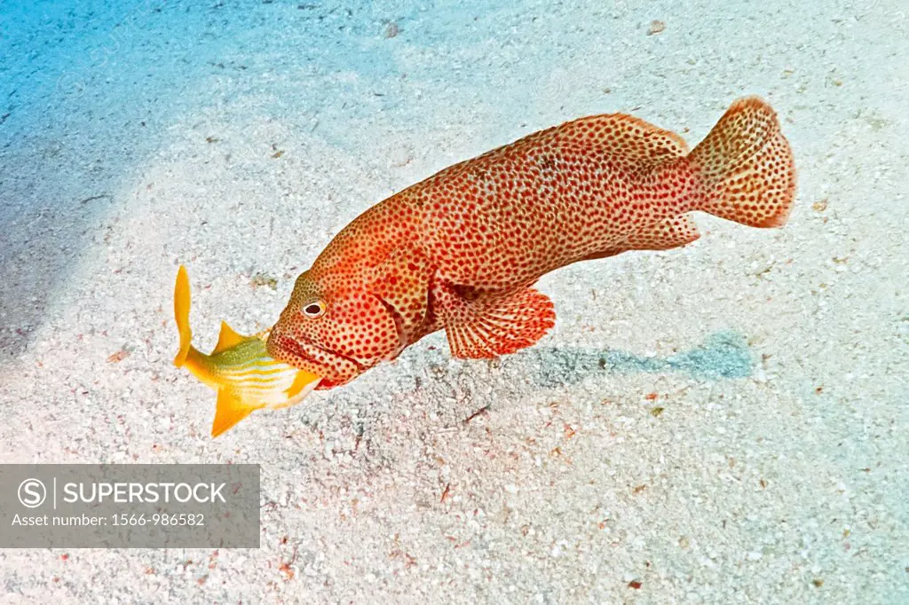graysby, Cephalopholis cruentata = Epinephelus cruentatus, trying to swallow a grunt, Islamorada, Florida Keys National Marine Sanctuary, Florida, USA...