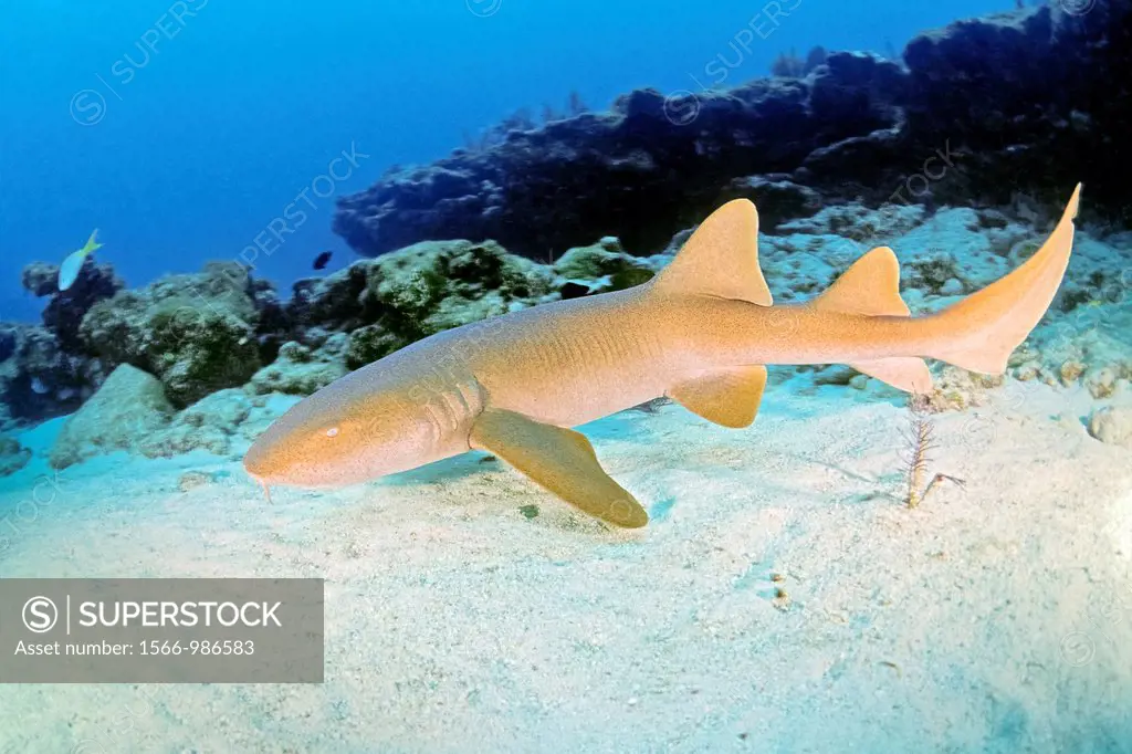 nurse shark, Ginglymostoma cirratum, Key Largo, Florida Keys National Marine Sanctuary, Florida, USA, Caribbean Sea, Atlantic Ocean
