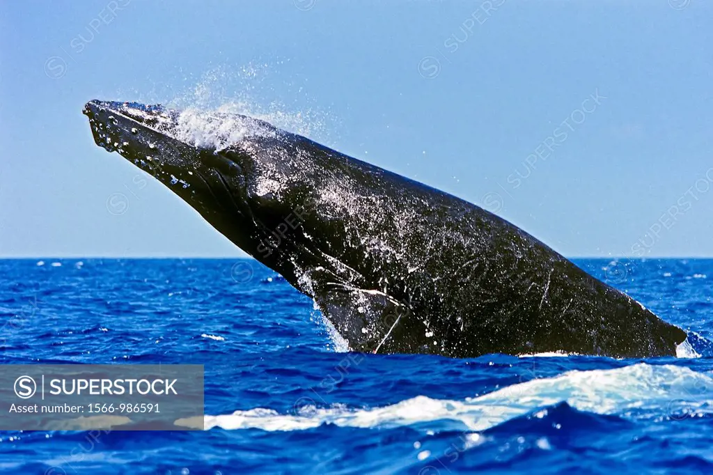 humpback whale, Megaptera novaeangliae, in competitive group, breaching, head-lunging, jaw clapping or chin slapping, Hawaii, USA, Pacific Ocean