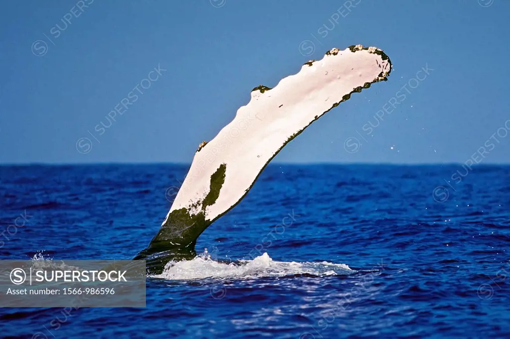 humpback whale, Megaptera novaeangliae, flippering, pec-slapping or pectoral slap, Hawaii, USA, Pacific Ocean
