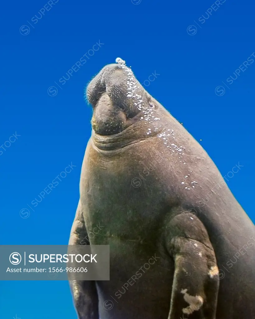 African manatee, West African manatee or seacow, Trichechus senegalensis, vulnerable species, West Africa, from Senegal to Angola